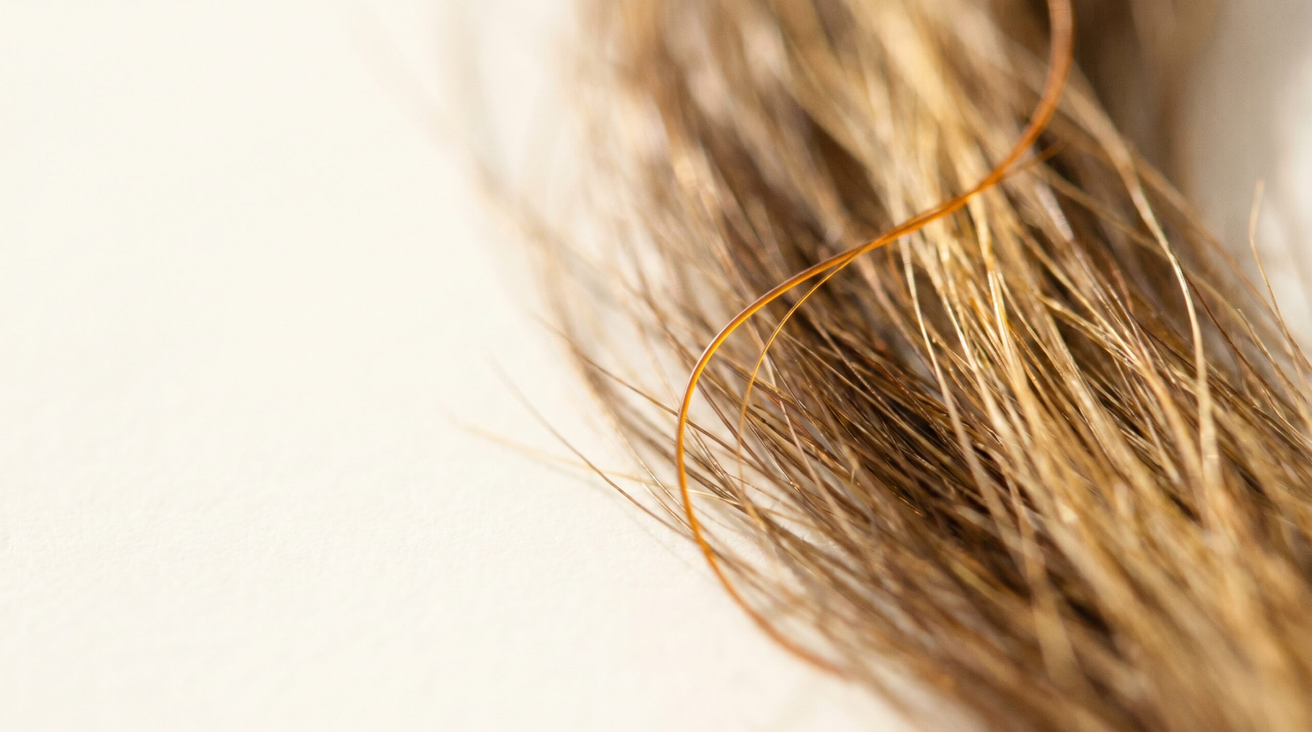 Macro de fios de pelo com o fio âmbar da Pet Hair Lab